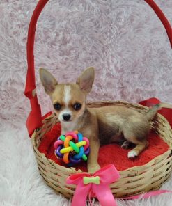Alternative view of Issac Chihuahua Puppy