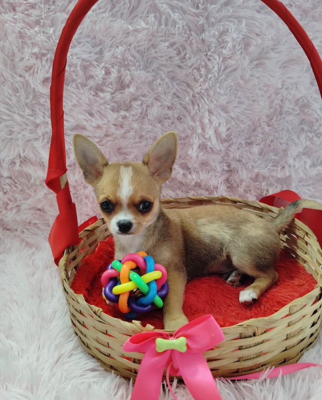 Issac Chihuahua Puppy - Image 2
