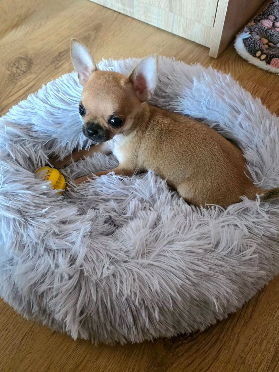 Allison Chihuahua Puppy - Image 4