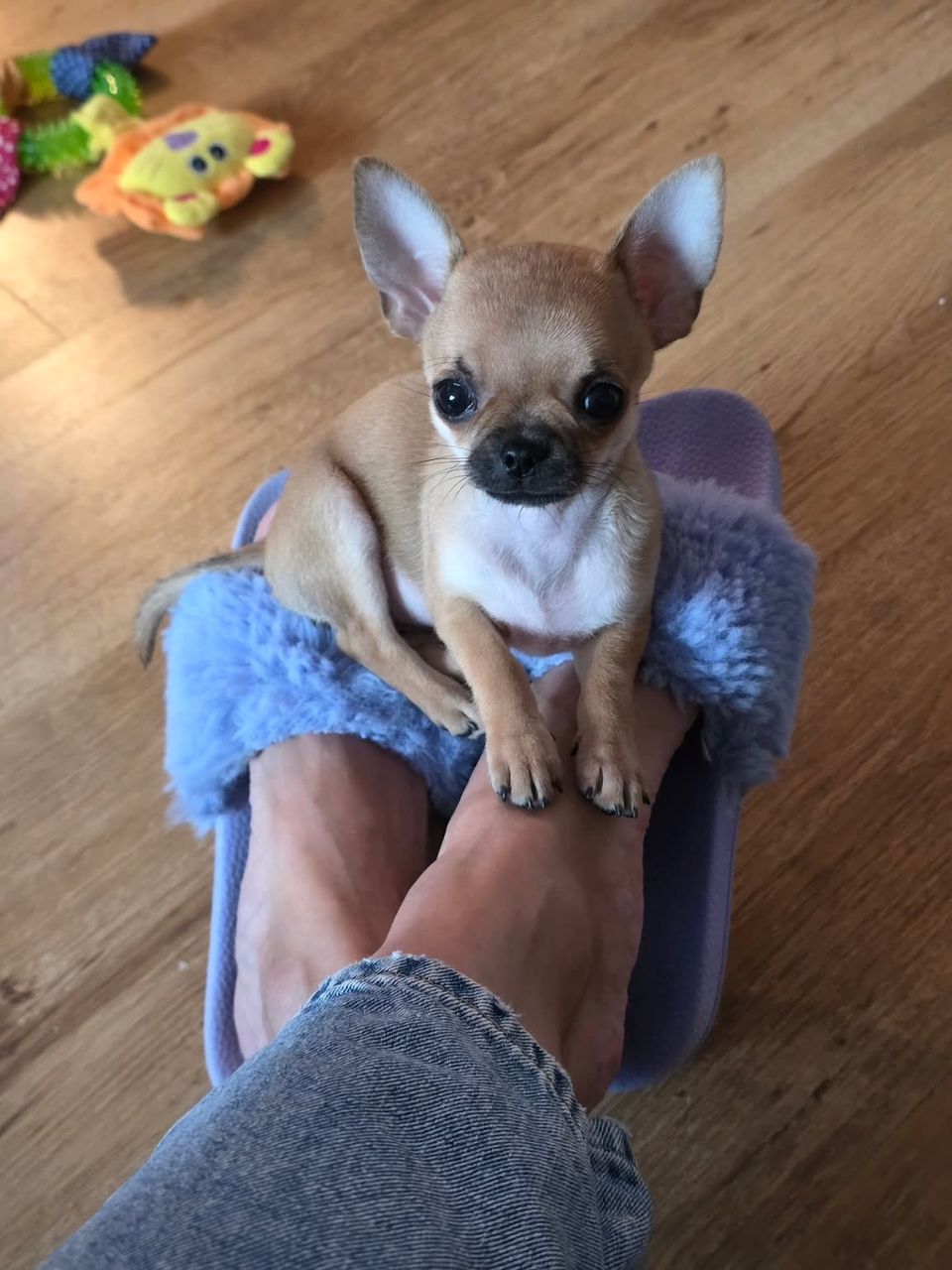 Allison Chihuahua Puppy - Image 3