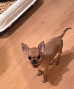 Alternative view of Allison Chihuahua Puppy