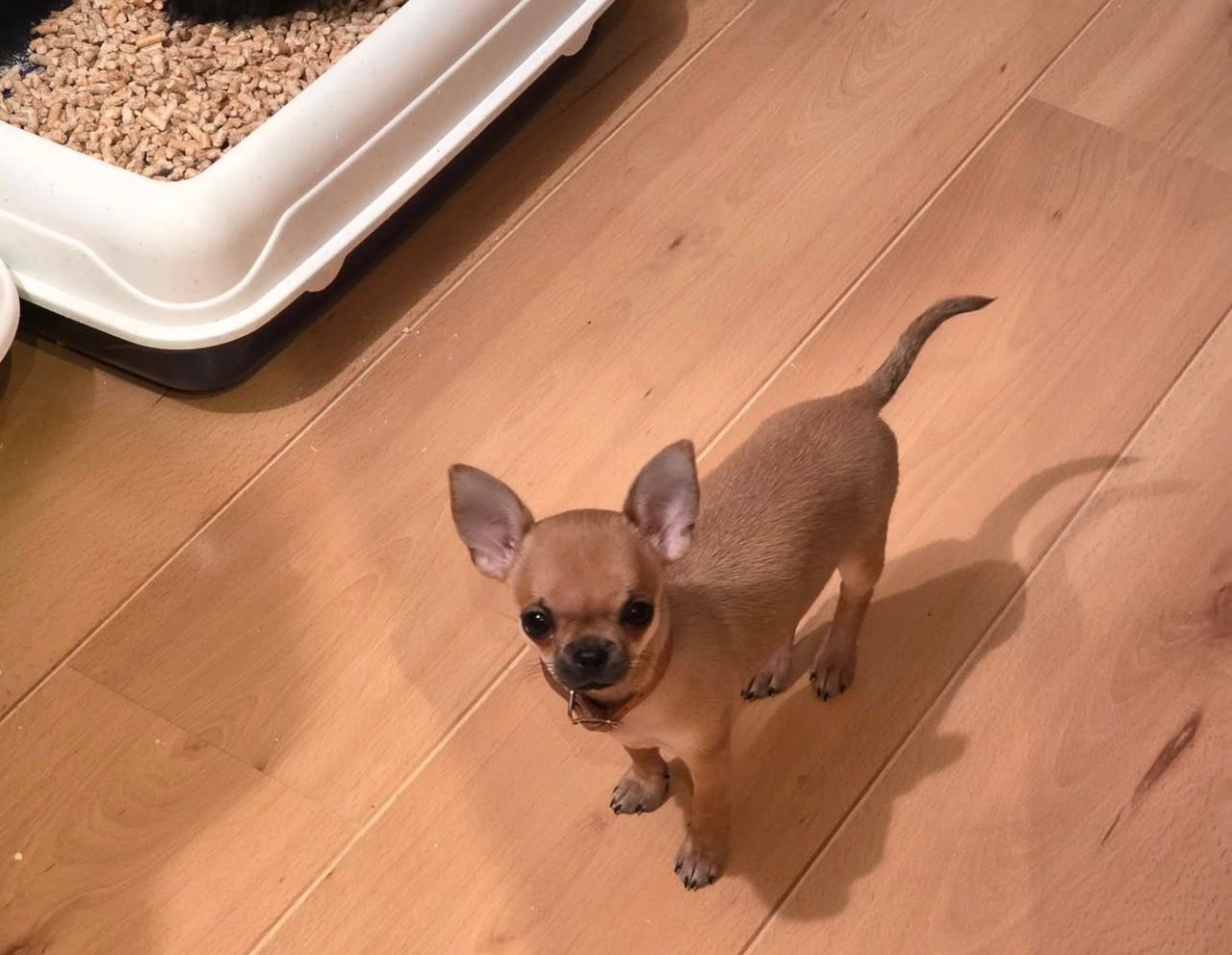 Allison Chihuahua Puppy - Image 2