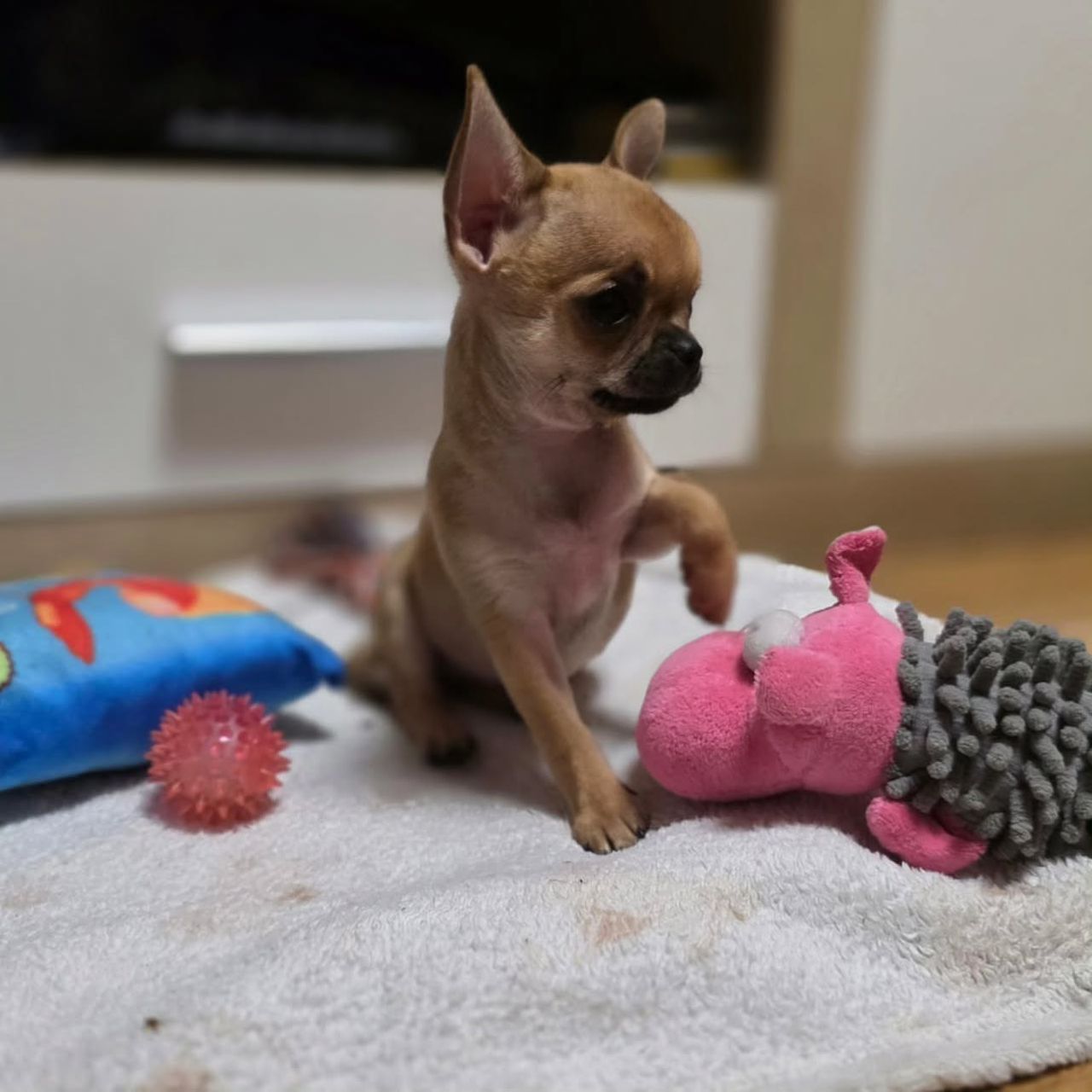 Allison Chihuahua Puppy