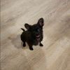 Leeloo Chihuahua puppy