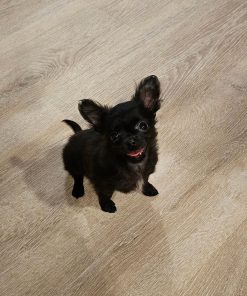 Leeloo Chihuahua puppy