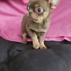 Ashe Chihuahua Puppy