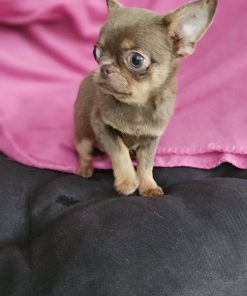 Ashe Chihuahua Puppy