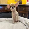Rita Chihuahua Puppy