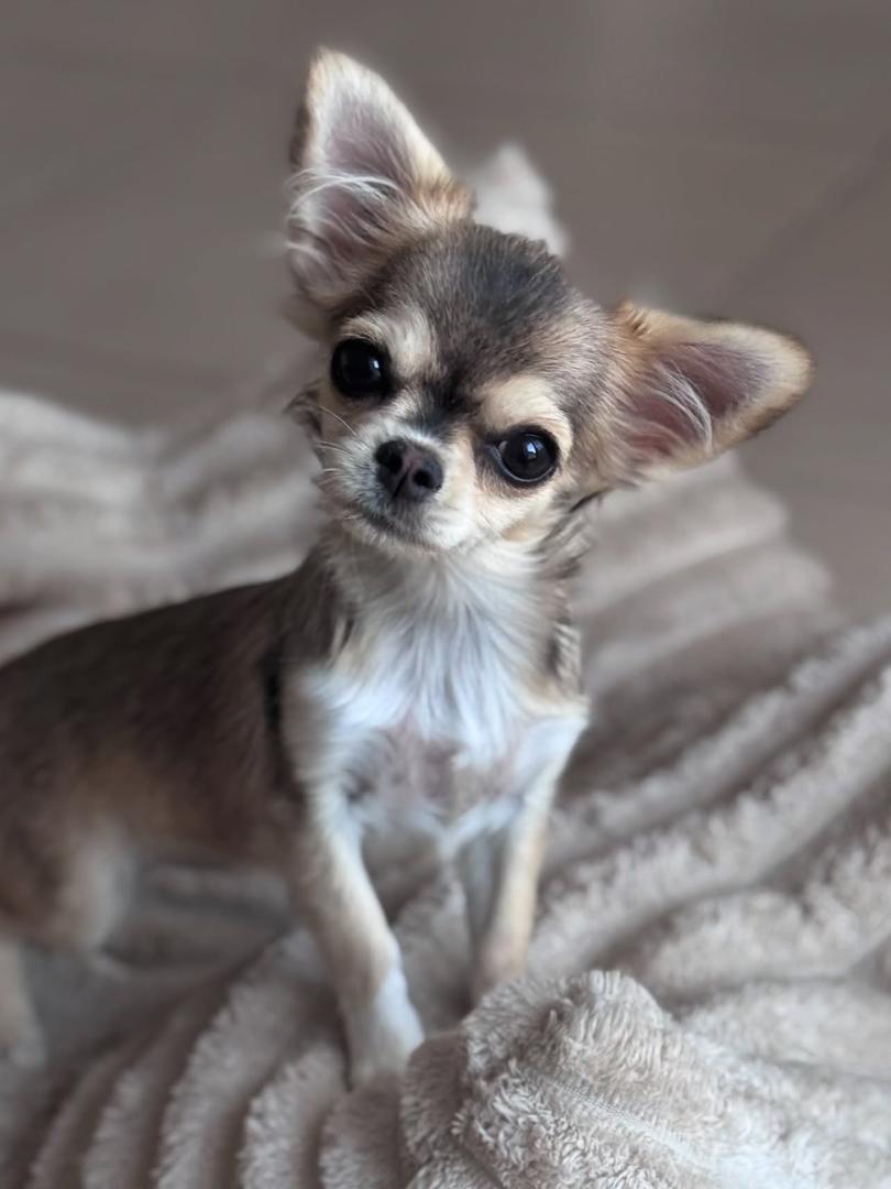 Avery Chihuahua Puppy - Image 2
