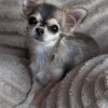 Meet Avery, an adorable Chihuahua puppy for sale