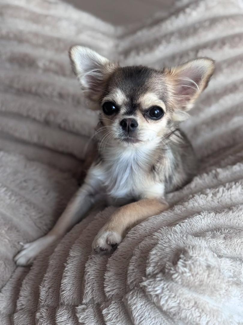 Avery Chihuahua Puppy - Image 3