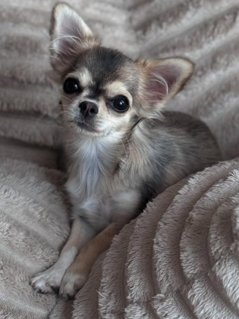 Meet Avery, an adorable Chihuahua puppy for sale