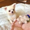 Stella Chihuahua Puppy 