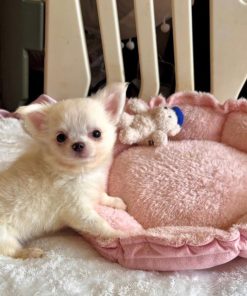 Alternative view of Stella Chihuahua Puppy 