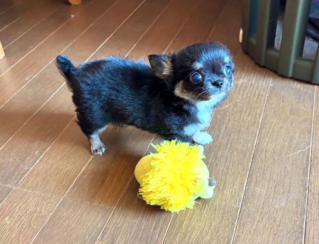 Looking for small breed puppies for adoption?