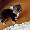 Emmett Chihuahua Puppy