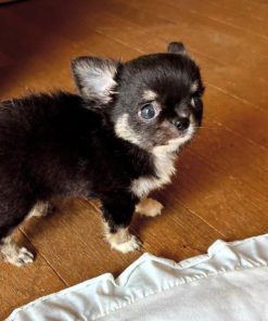 Emmett Chihuahua Puppy