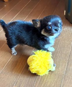 Looking for small breed puppies for adoption?