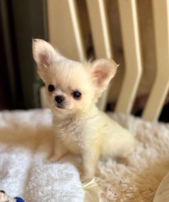 Alternative view of Sophia Chihuahua Puppy 