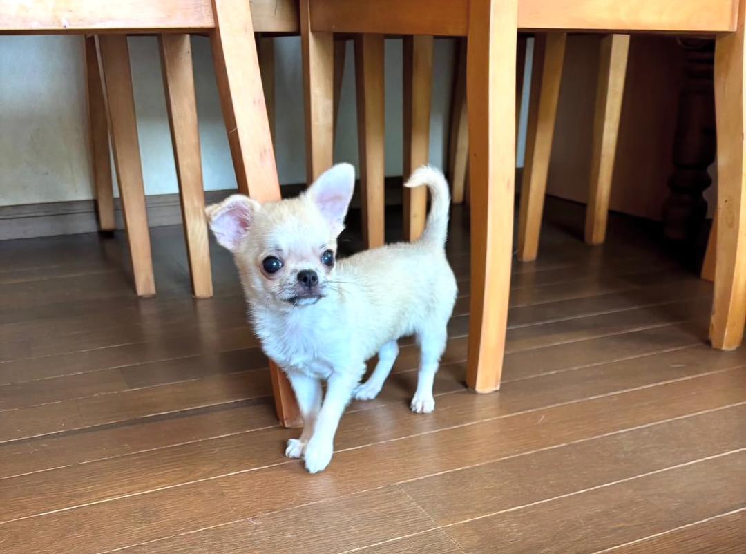 Pluto chihuahua puppy - Image 2