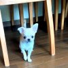 pluto chihuahua puppy