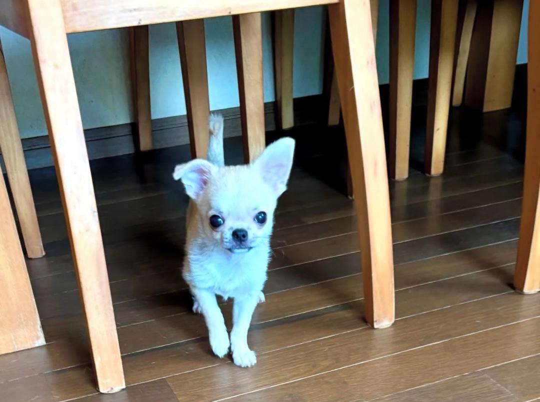 pluto chihuahua puppy
