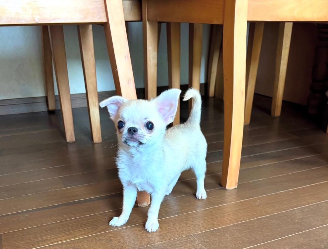 Pluto chihuahua puppy - Image 3