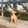 Mathew chihuahua puppy