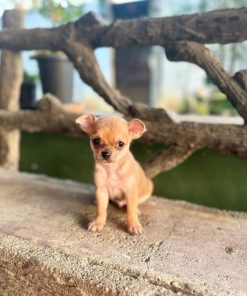 Mathew chihuahua puppy