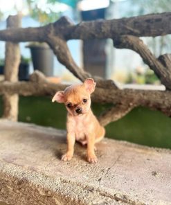 Alternative view of Mathew Chihuahua Puppy