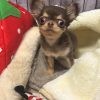 Luna chihuahua puppy