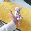 Where to Adopt Puppies in the USA as a Foreigner