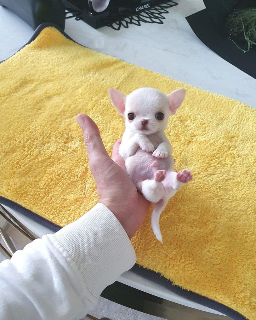 Where to Adopt Puppies in the USA as a Foreigner