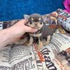 Allister chihuahua puppy