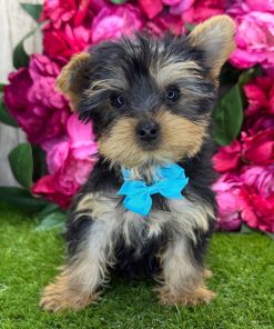 Bella Yorkie Puppy