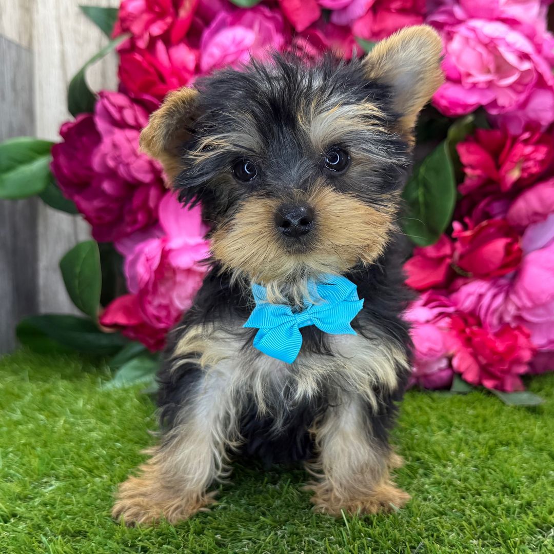 Bella Yorkie Puppy
