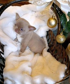 Molly Chihuahua puppy