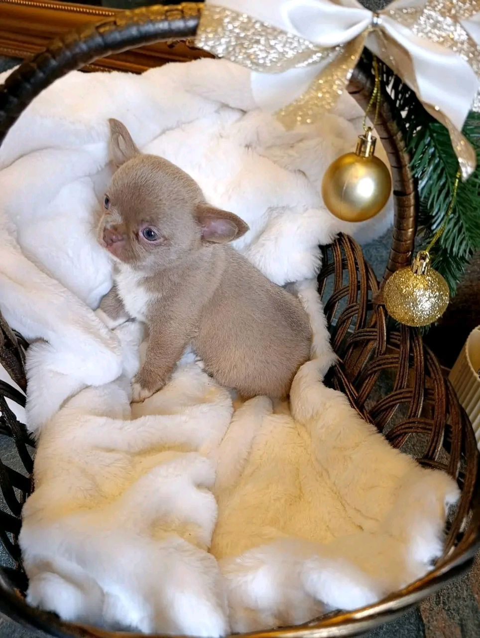 Molly Chihuahua puppy