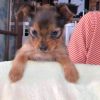 Meet Skoll Chihuahua puppy