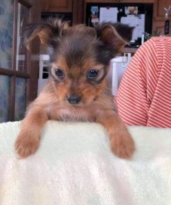 Meet Skoll Chihuahua puppy