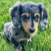 Pinkay Dachshund Puppy