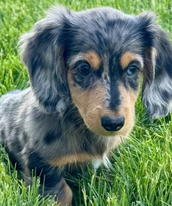 Pinkay Dachshund Puppy