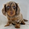 Bella Dachshund Puppy