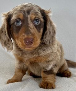 Bella Dachshund Puppy