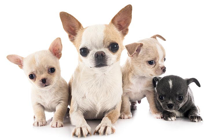 earn how to choose a Chihuahua puppy by comparing health
