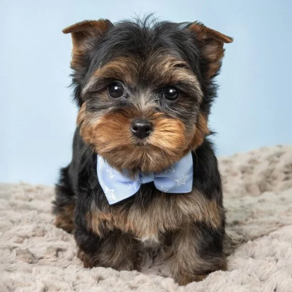 Meet Molly, a Yorkie puppy for adoption